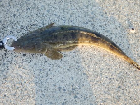 南大阪！鉄板マゴチ‼